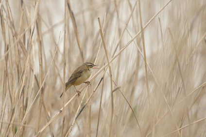 Sedge Warbler, Groene Jonker, Netherlands