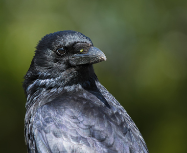Carrion Crow, Westduinpark, Den Haag, Netherlands