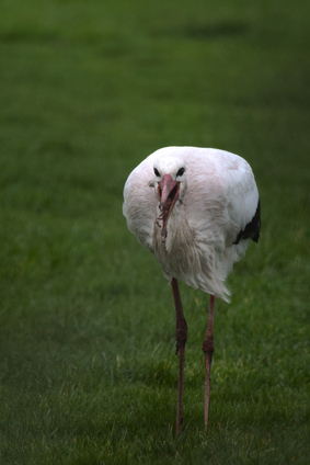White Stork, Katwijk, Netherlands