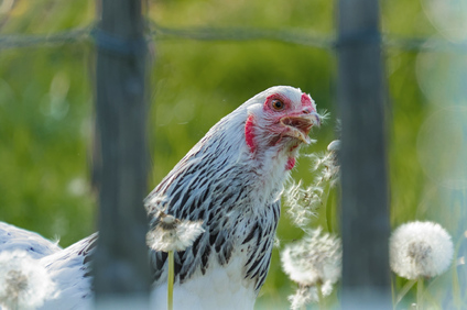 chicken, Zuidland, Netherlands