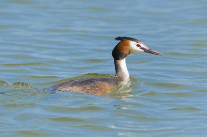 Great Crested Grebe, Biesbosch, Netherlands