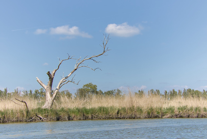 Biesbosch, Netherlands