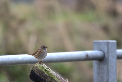 Dunnock, Katwijk, Netherlands