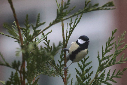 Great Tit, Den Haag, Netherlands