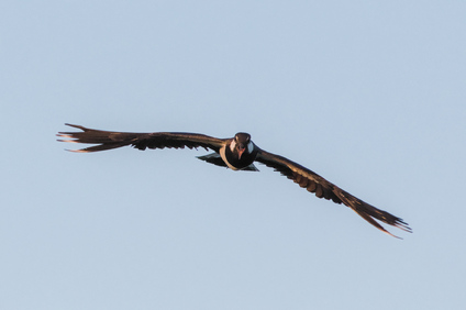 Northern Lapwing, Nieuwe Driemanspolder, Netherlands