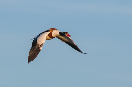 Common Shelduck, Nieuwe Driemanspolder, Netherlands