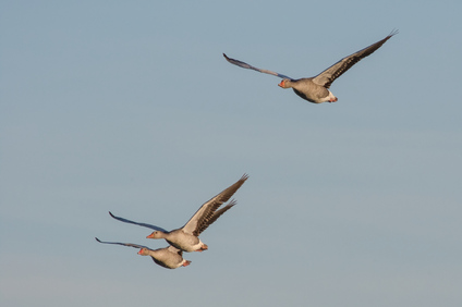 Greylag Goose, Nieuwe Driemanspolder, Netherlands