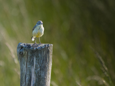 Western Yellow Wagtail, Nieuwe Driemanspolder, Netherlands