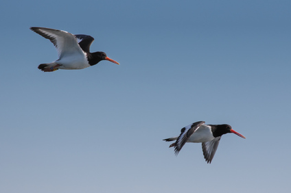 Eurasian Oystercatcher, Nieuwe Driemanspolder, Netherlands