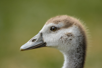Egyptian Goose, Segbroekpark, Den Haag, Netherlands