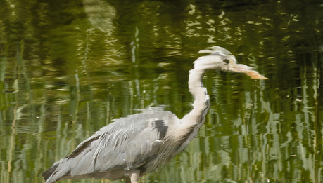Grey Heron, Segbroekpark, Den Haag, Netherlands