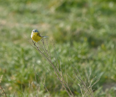 Western Yellow Wagtail, Nieuwe Driemanspolder, Netherlands