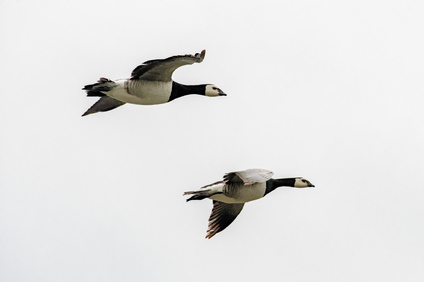 Barnacle Goose, Nieuwe Driemanspolder, Netherlands