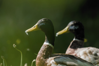 Mallard, Segbroekpark, Den Haag, Netherlands