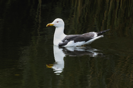 Lesser Black-backed Gull, Segbroekpark, Den Haag, Netherlands