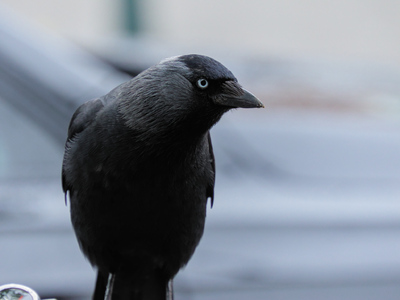 Western Jackdaw, Segbroek, Den Haag, Netherlands