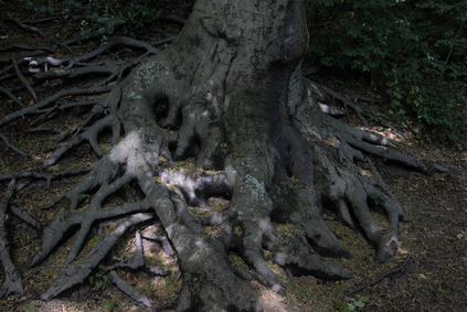 Panbos, Katwijk, Netherlands