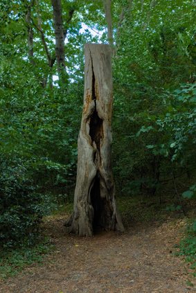 Panbos, Katwijk, Netherlands