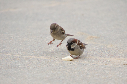 House Sparrow, Wassenaarse Slag, Wassenaar, Netherlands