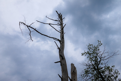 Kalmthoutse Heide, België