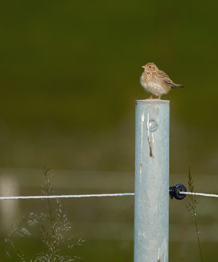 Eurasian Skylark, Nettersheim, Germany