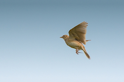 Eurasian Skylark, Nettersheim, Germany