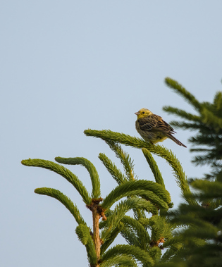Yellowhammer, Nettersheim, Germany