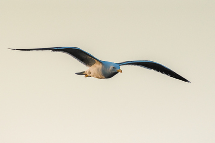 Lesser Black-backed Gull, Den Haag, Netherlands