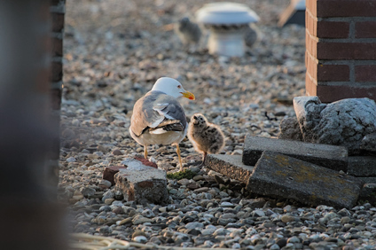 Lesser Black-backed Gull, Den Haag, Netherlands