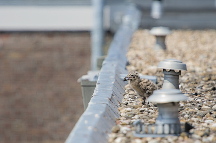 Lesser Black-backed Gull, Den Haag, Netherlands