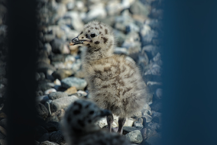 Lesser Black-backed Gull, Den Haag, Netherlands