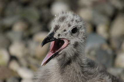 Lesser Black-backed Gull, Den Haag, Netherlands