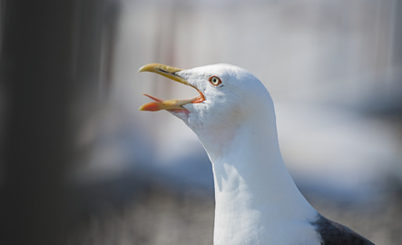 Lesser Black-backed Gull, Den Haag, Netherlands