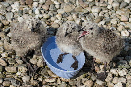 Lesser Black-backed Gull, Den Haag, Netherlands