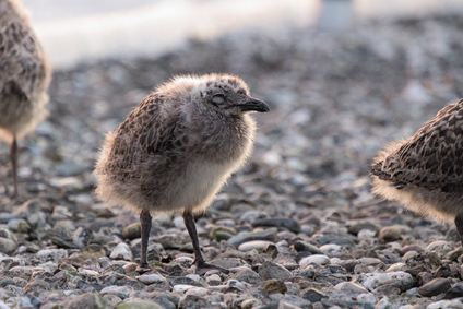 Lesser Black-backed Gull, Den Haag, Netherlands