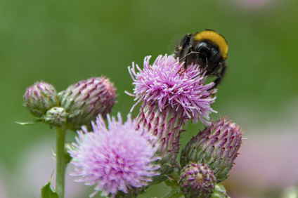 Segbroekpark, Den Haag, Netherlands