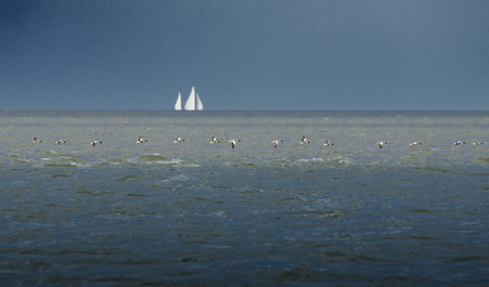 Common Shelduck, Waddenzee, Netherlands