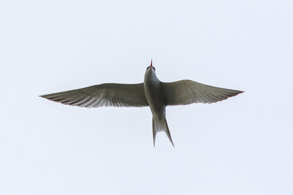 Common Tern, Oudeschild, Texel, Netherlands