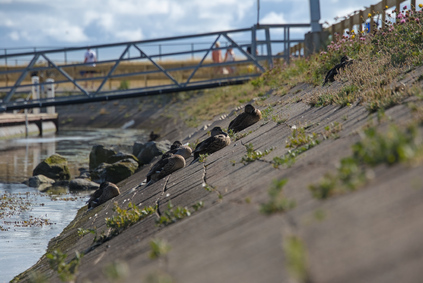 Mallard, Vlieland, Netherlands