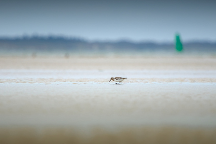 Sanderling, Waddenzee, Netherlands