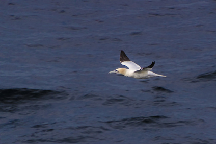 Northern Gannet, North Sea
