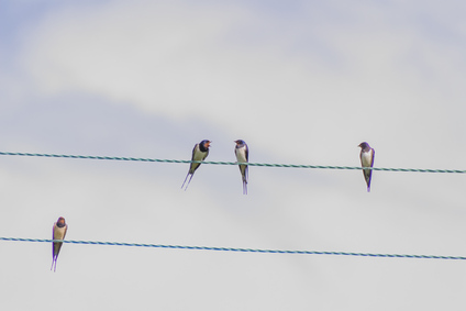 Barn Swallow, Highlands, Scotland