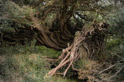 Loch Lomond, Scotland