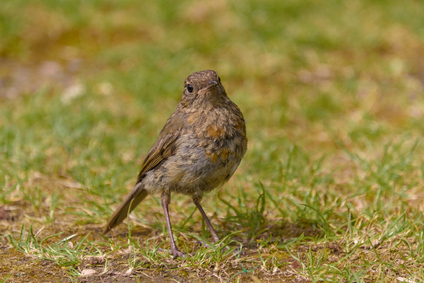 European Robin, Glencoe, Scotland