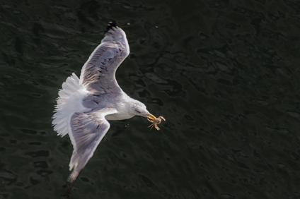 European Herring Gull, IJmuiden, Netherlands