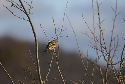 Common Chaffinch, Bonn, Germany