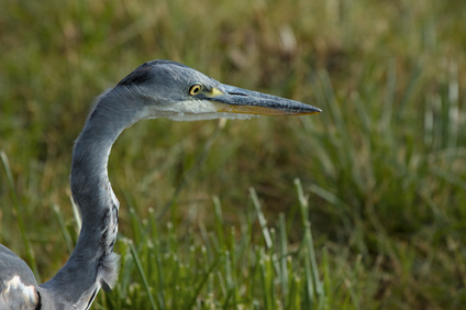 Grey Heron, Nieuwe Driemanspolder, Netherlands