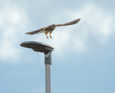 Common Kestrel, Nieuwe Driemanspolder, Netherlands