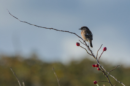 European Stonechat, Westduinpark, Den Haag, Netherlands