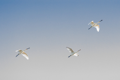 Eurasian Spoonbill, Petten, Netherlands